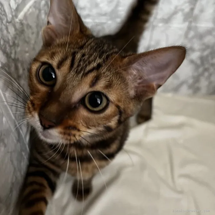 ID:2305-03344の子猫