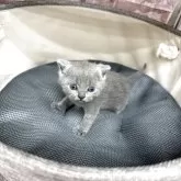 ブリティッシュショートヘア