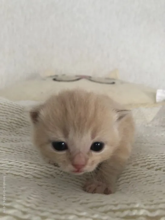 ID:2004-01512の子猫