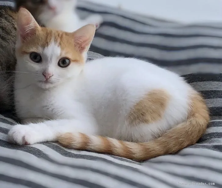 ID:2009-00141の子猫