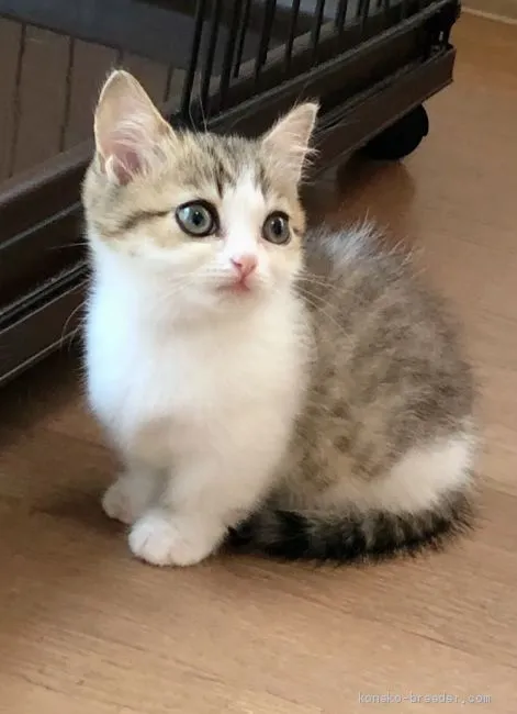 ID:2008-00295の子猫