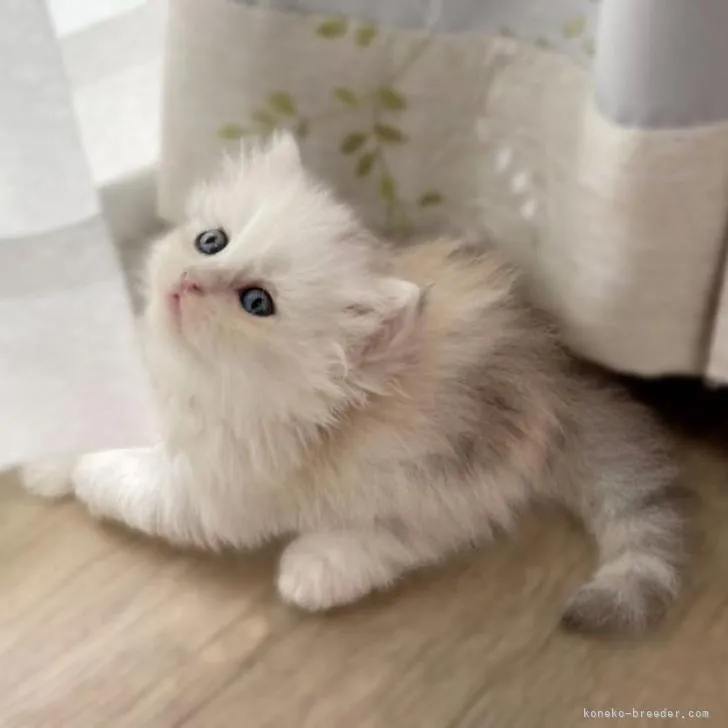 ID:2207-03130の子猫
