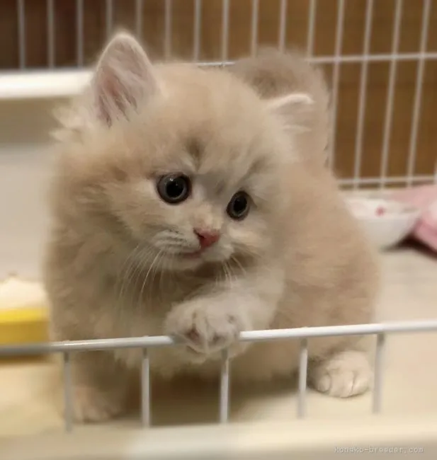 ID:2112-00692の子猫