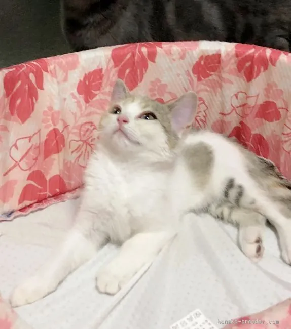 ID:2008-02233の子猫