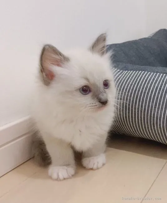 ID:2105-02091の子猫