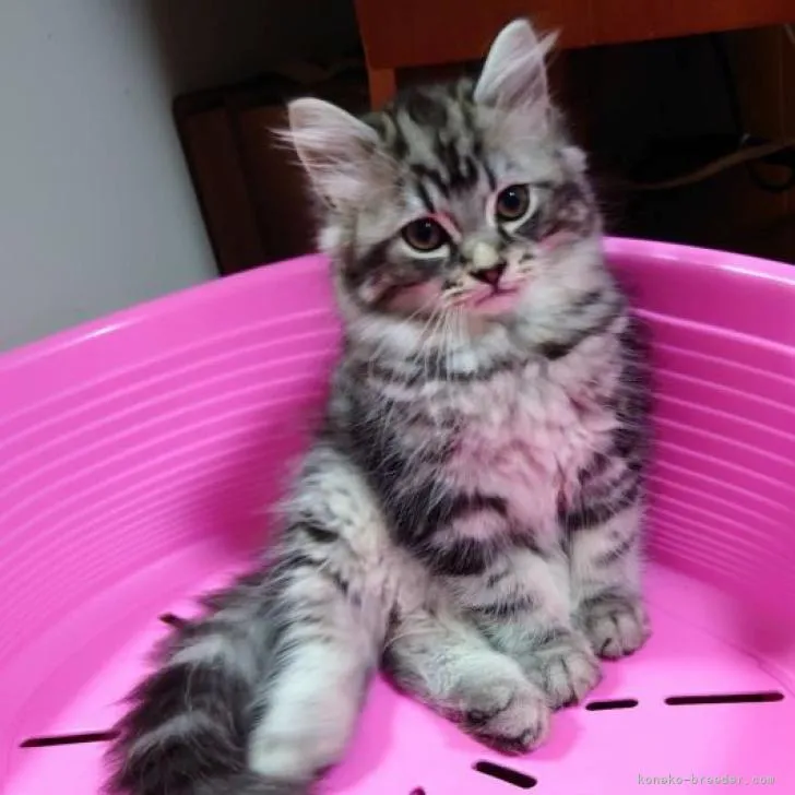 ID:2207-02175の子猫