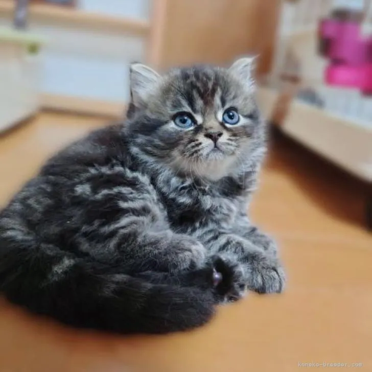 ID:2207-02174の子猫