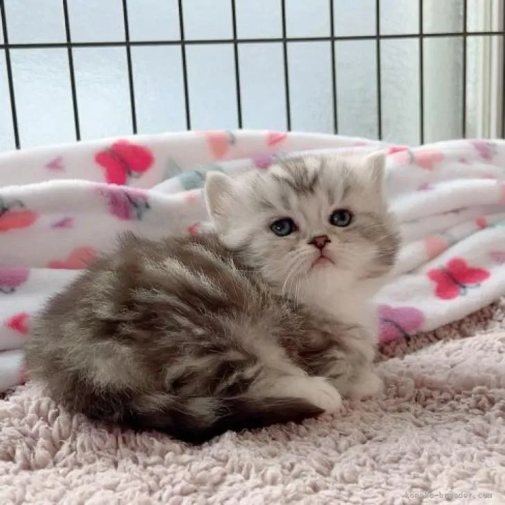 ID:2301-00106の子猫
