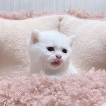 白猫の子猫を探す｜ブリーダー直販の子猫販売【みんなの子猫ブリーダー】