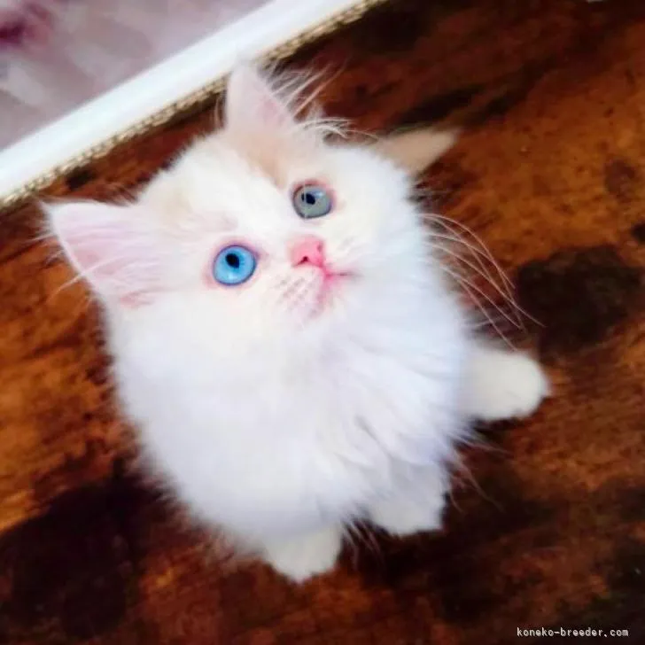 ID：2211-00227の子猫