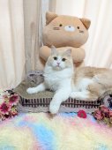 ミヌエット【・男の子・2023年12月12日・クリームタビー&ホワイト】