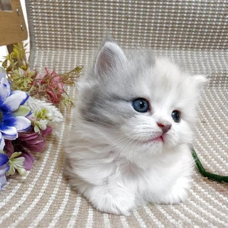 NM 様のお迎えした子猫