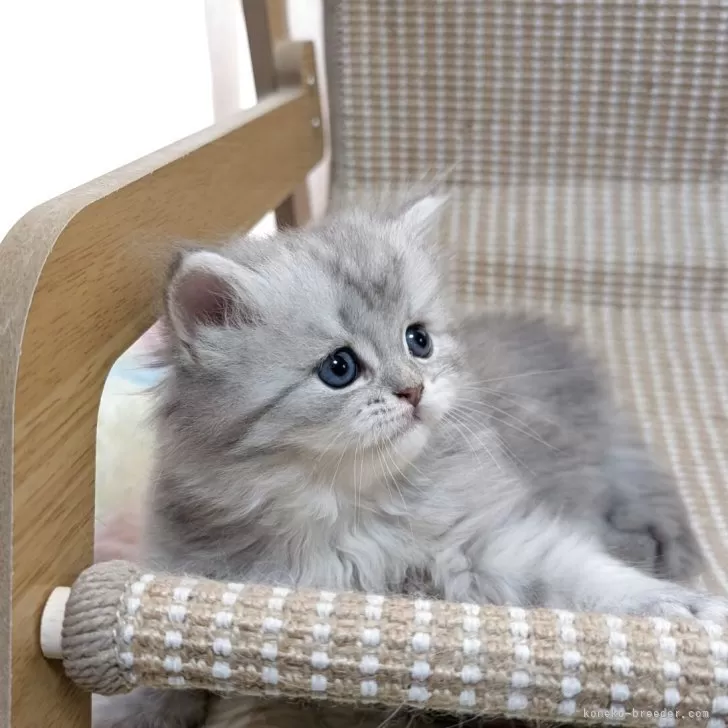 M.S 様のお迎えした子猫