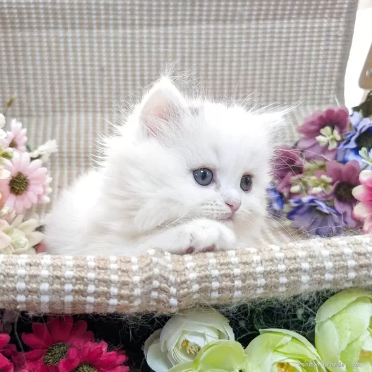 R.H 様のお迎えした子猫