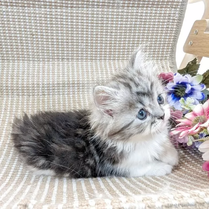 T.I 様のお迎えした子猫