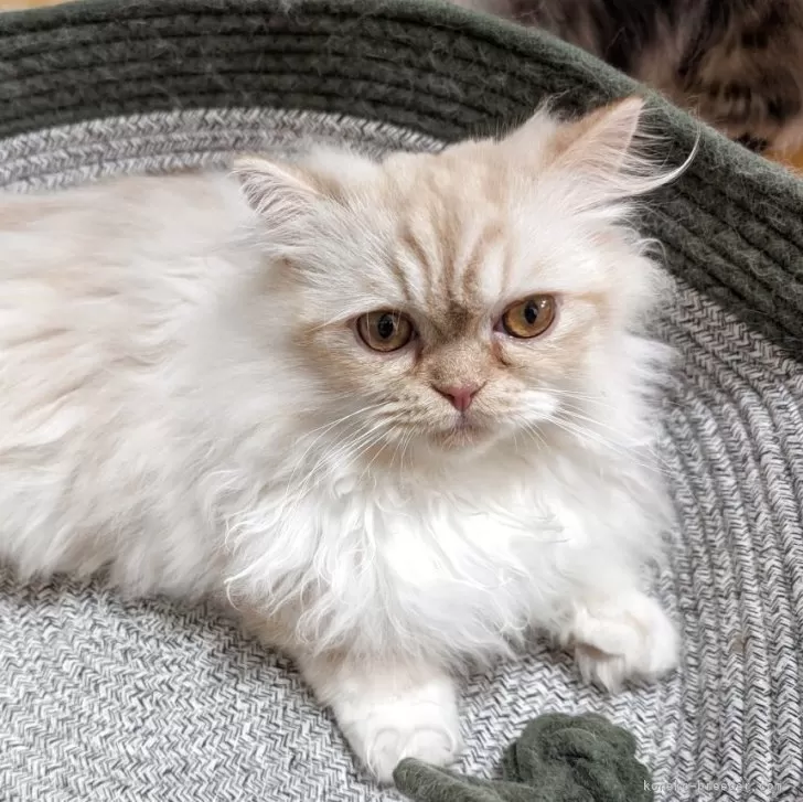 ねね 様のお迎えした子猫