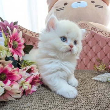 ミヌエット(長足)【岩手県・男の子・2025年2月10日・クリーム（セミロング）】の写真「短足クリーム色の人懐っこい子です💕」