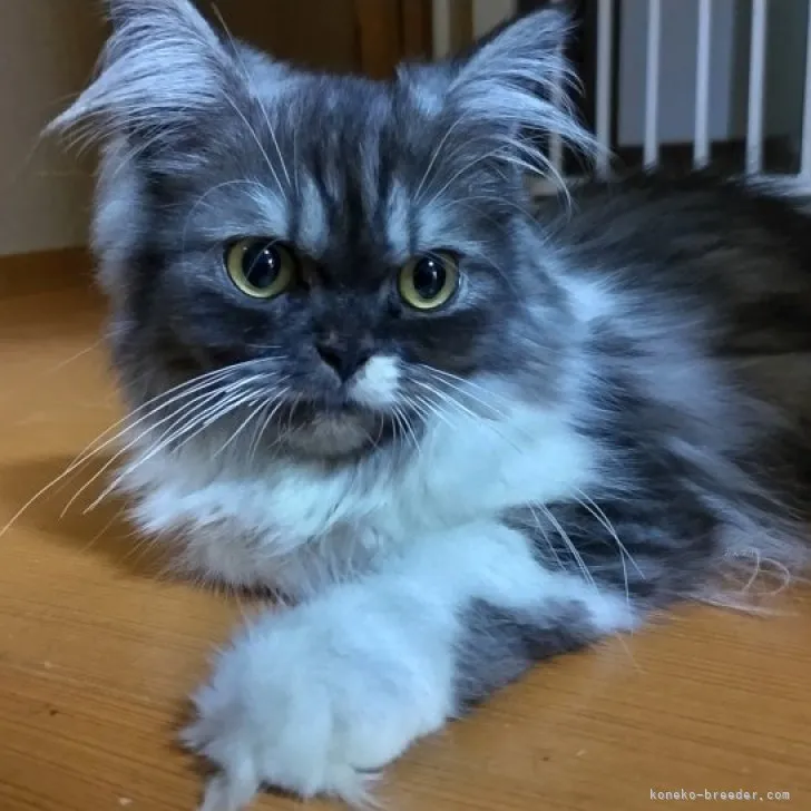 ID:2304-00834の子猫
