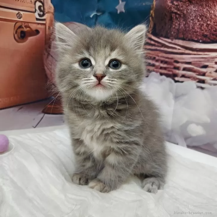 ID:2411-02201の子猫