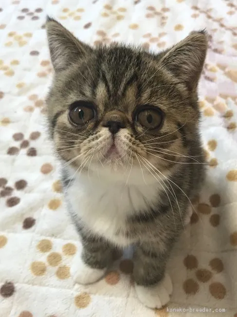 ID:2010-00157の子猫