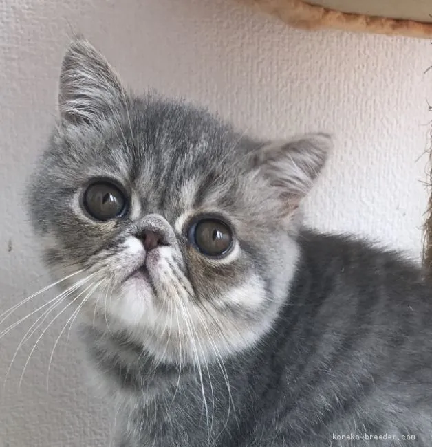 ID:2005-02387の子猫