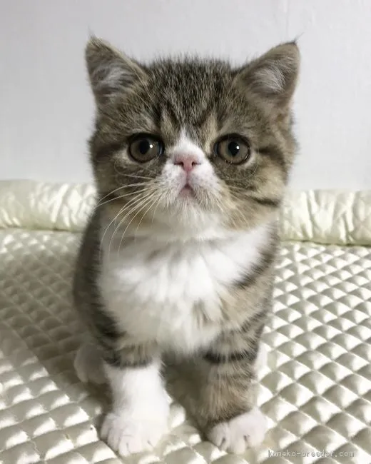 ID:2102-01497の子猫