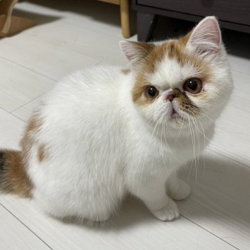 埼玉県の近隣のエキゾチックショートヘアの子猫を探す｜ブリーダー直販の子猫販売【みんなの子猫ブリーダー】(7ページ目)