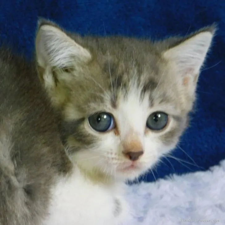 ID:2308-00628の子猫