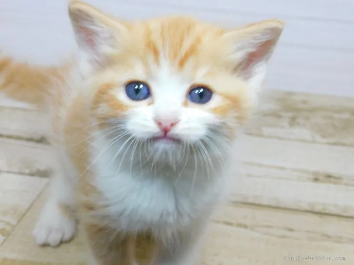 あきちむ 様のお迎えした子猫