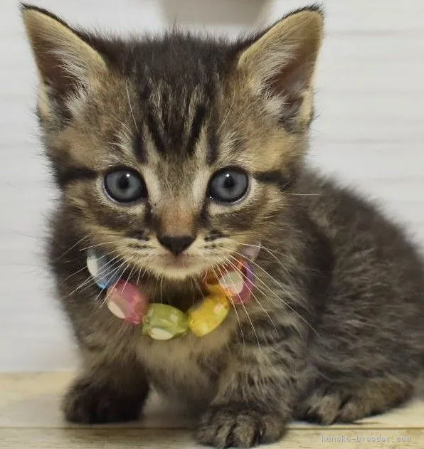 A.H 様のお迎えした子猫