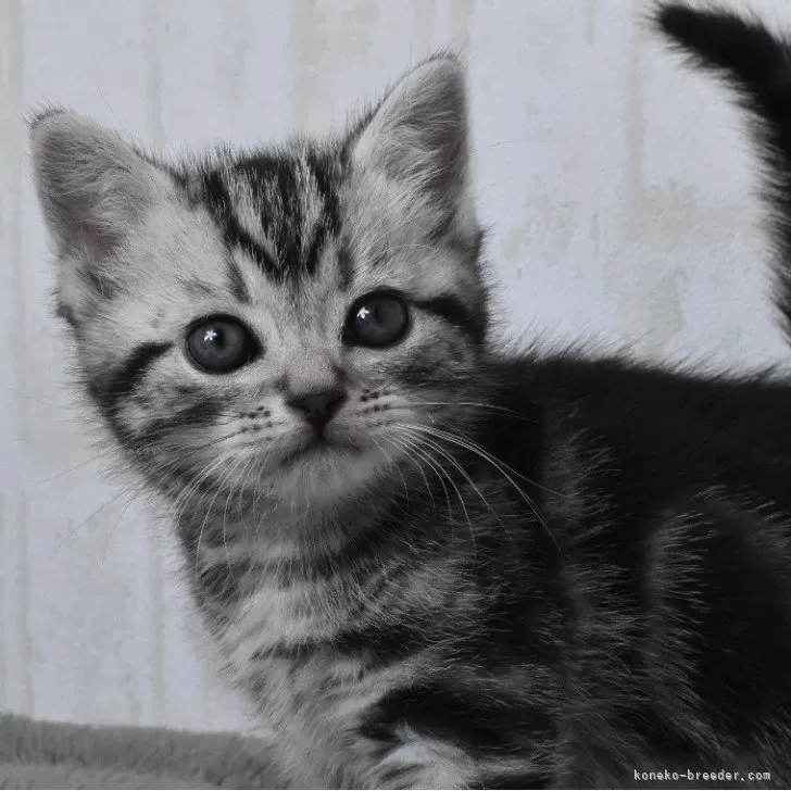 ID:2502-00965の子猫