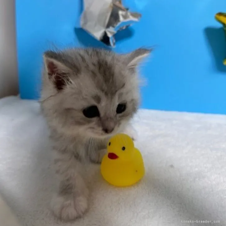 ID:2307-02818の子猫