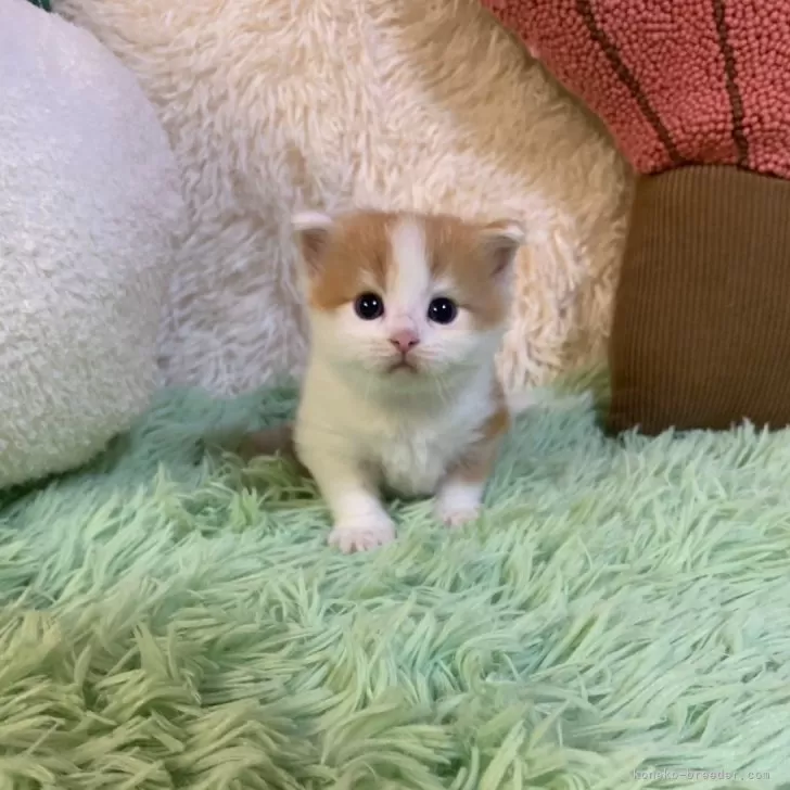ID:2410-02915の子猫