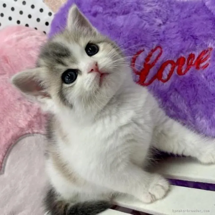 ID：2207-01554の子猫