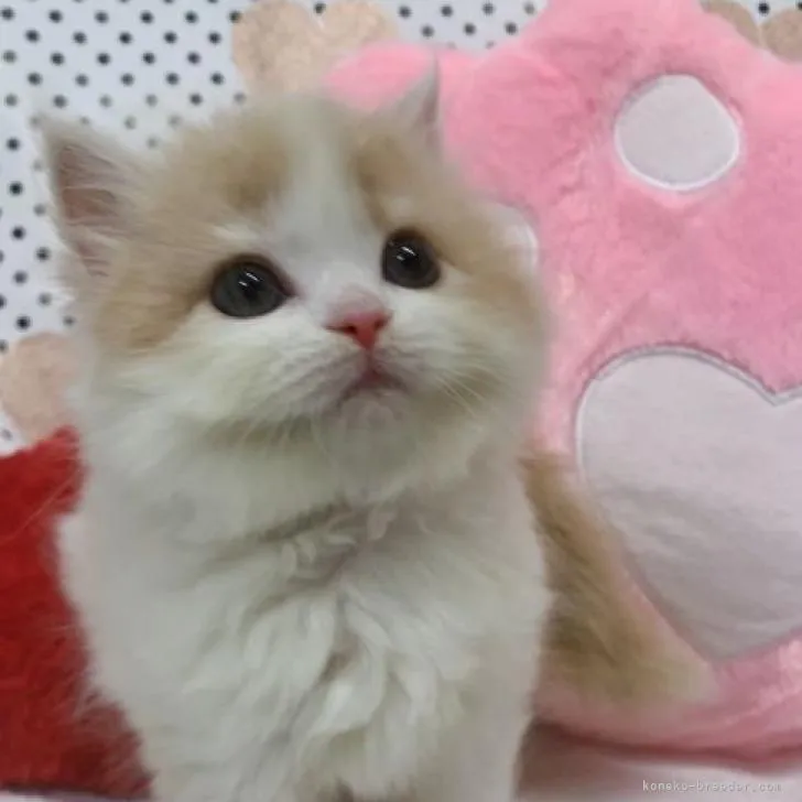 ID:2210-00224の子猫