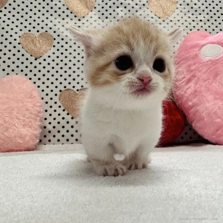 ID:2211-00279の子猫