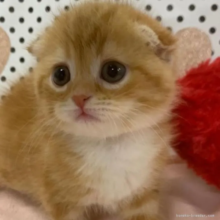 ID:2209-00230の子猫
