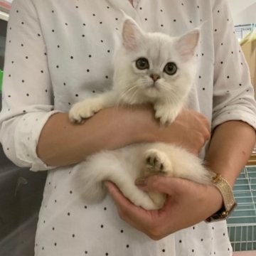 ペルシャ【大阪府・男の子・2023年4月23日・チンチラシルバー】の写真「かわいい男の子」