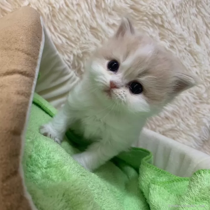 ID:2501-02675の子猫