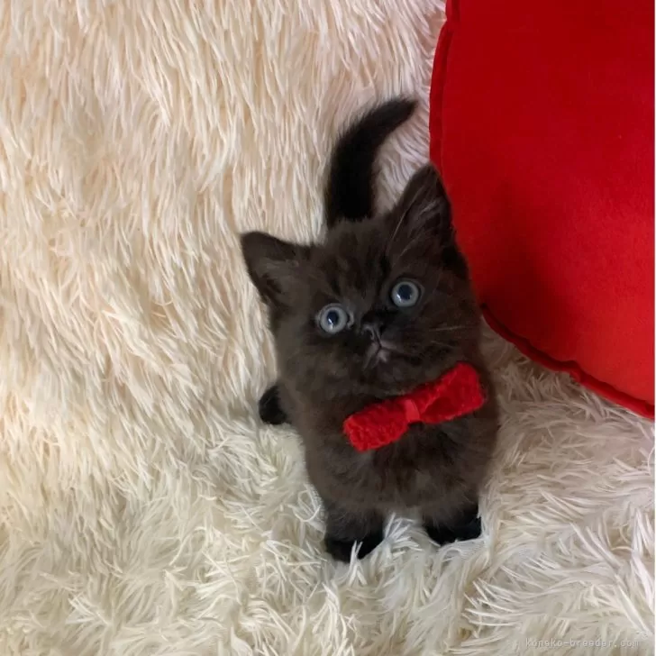 K.I 様のお迎えした子猫