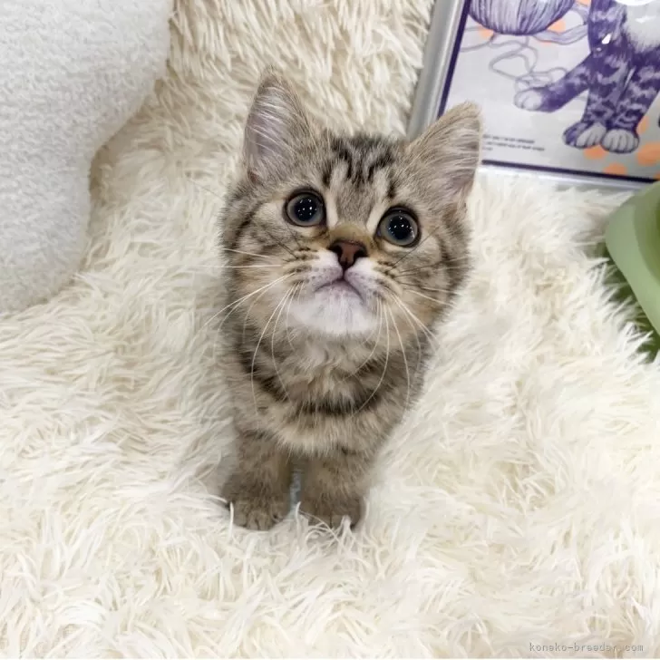 ケイ 様のお迎えした子猫