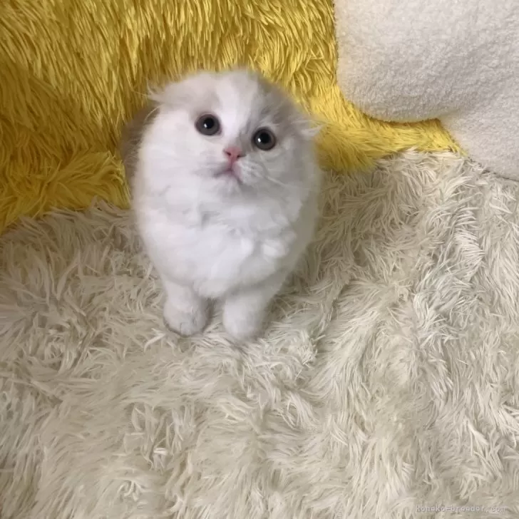 N.T 様のお迎えした子猫
