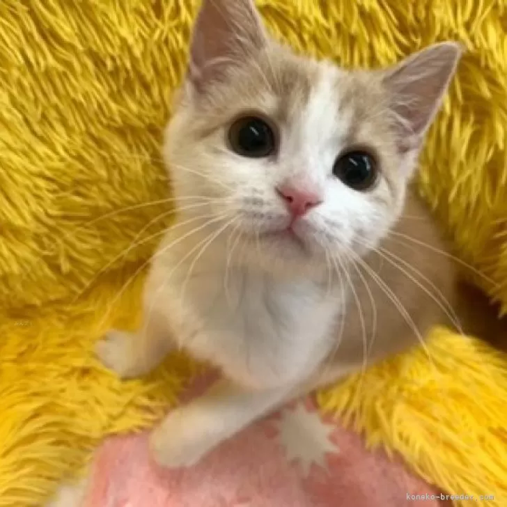 U-ki 様のお迎えした子猫