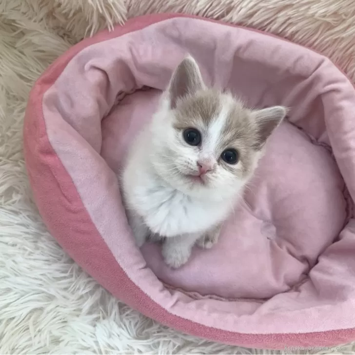 ID:2503-01755の子猫