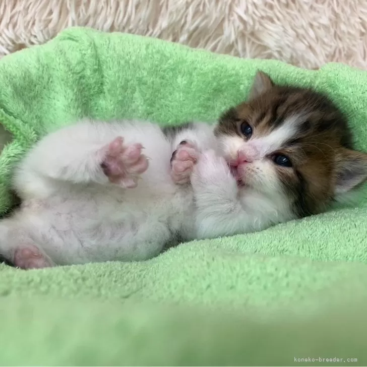 ID：2501-02348の子猫