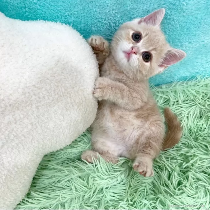 ID:2504-01834の子猫