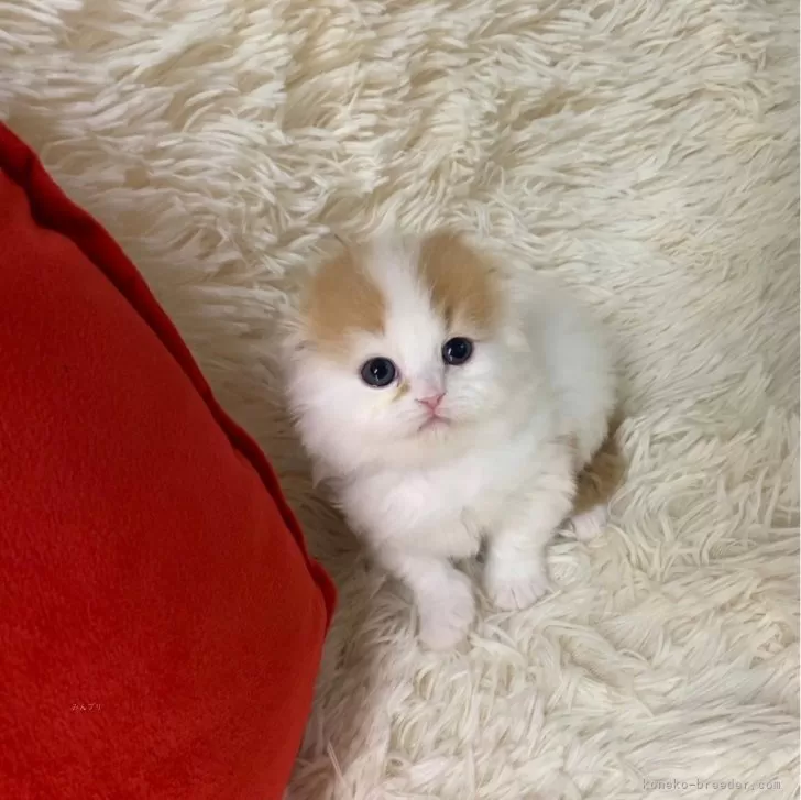 ID:2502-00345の子猫