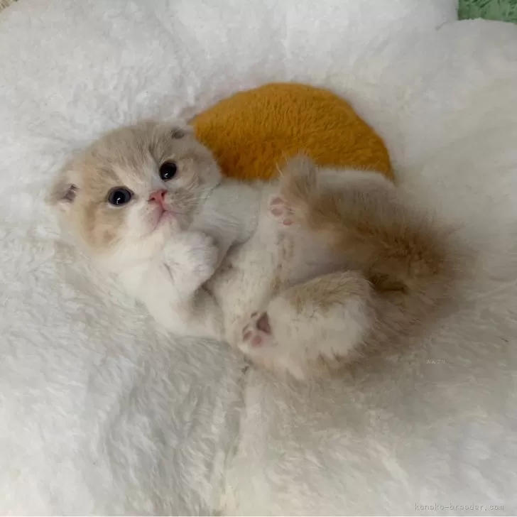 N.K 様のお迎えした子猫