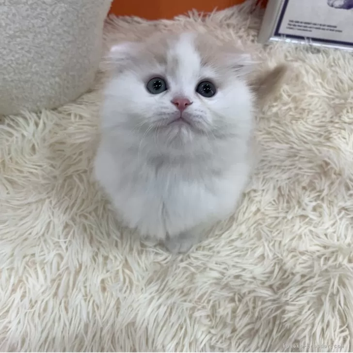 ID:2504-02404の子猫