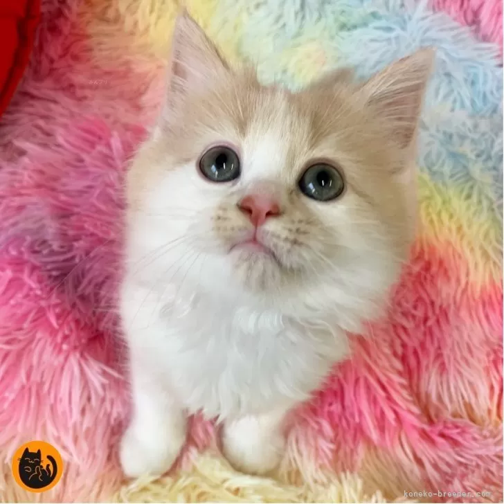 S.I 様のお迎えした子猫